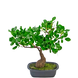 Greenmoods Kunstig  Bonsai Fikus 30cm