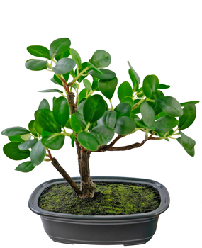 Greenmoods Kunstig Bonsai Fikus 20cm Greenmoods Kunstig Bonsai Fikus 20cm