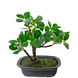 Greenmoods Kunstig Bonsai Fikus 20cm