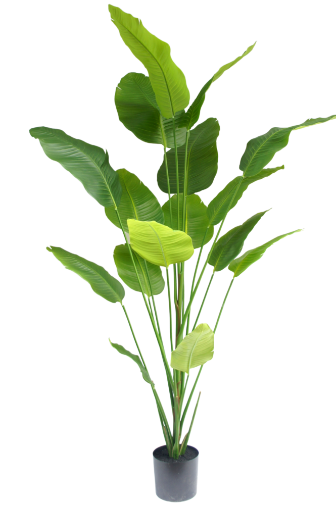 Greenmoods Kunstig Strelitzia Real Touch 210cm