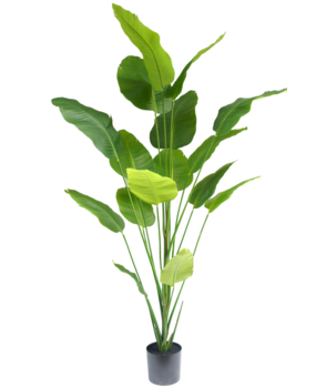 Greenmoods Kunstig Strelitzia Real Touch 210cm Greenmoods Kunstig Strelitzia Real Touch 210cm