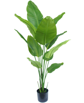Greenmoods Kunstig Strelitzia Real Touch 150cm Greenmoods Kunstig Strelitzia Real Touch 150cm