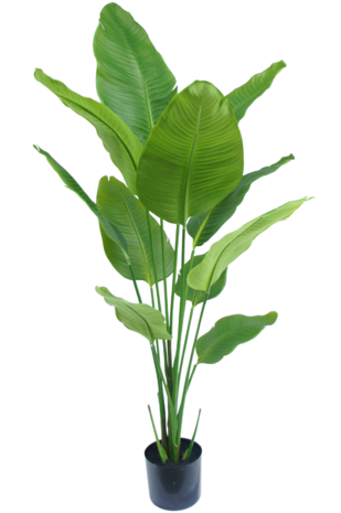 Greenmoods Kunstig Strelitzia Real Touch 150cm