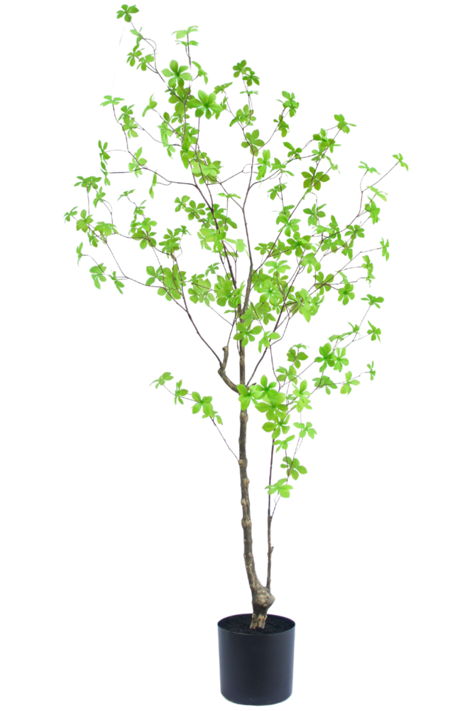 Greenmoods Kunstig Enkianthus Løvtre 150cm