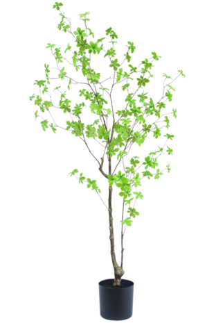 Greenmoods Kunstig Enkianthus Løvtre 150cm