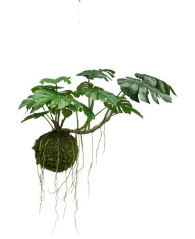 Greenmoods Kunstig hengende plante Monstera Deluxe 60 cm Greenmoods Kunstig hengende plante Monstera Deluxe 60 cm