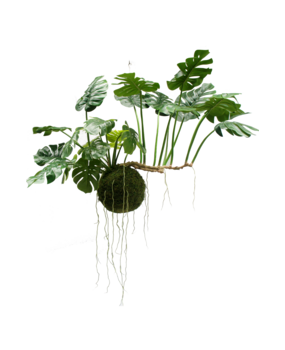 Greenmoods Kunstig hengende plante Monstera Deluxe 80 cm Greenmoods Kunstig hengende plante Monstera Deluxe 80 cm