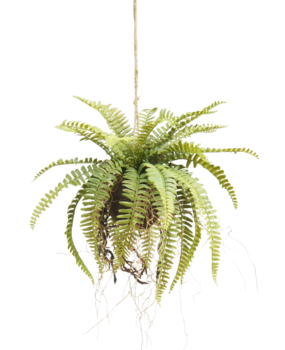 Greenmoods Kunstig hengende plante Bregne på kule 76 cm Greenmoods Kunstig hengende plante Bregne på kule 76 cm