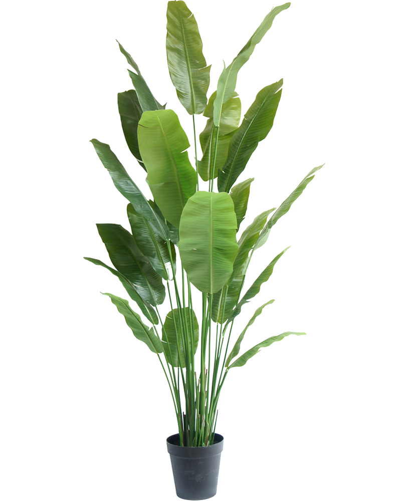 Greenmoods Kunstig Strelitzia Nicolai Deluxe 240cm