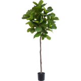 Greenmoods Kunstige Fiolin fiken 210cm Greenmoods Kunstige Fiolin fiken 210cm