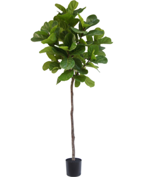 Greenmoods Kunstige Fiolin fiken 210cm Greenmoods Kunstige Fiolin fiken 210cm