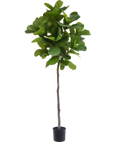 Greenmoods Kunstige Fiolin fiken 210cm