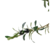 Greenmoods Kunstig Oliventre UV 180 cm Greenmoods Kunstig Oliventre UV 180 cm