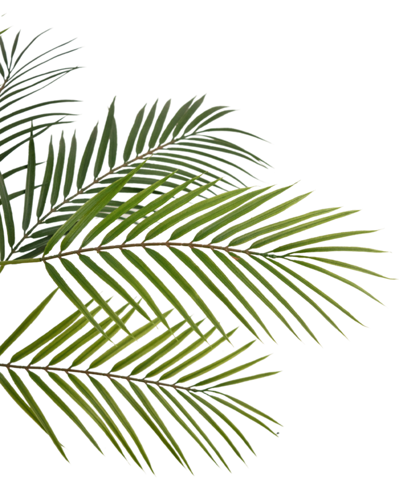 Greenmoods Kunstig palme Chamaedorea 83 cm