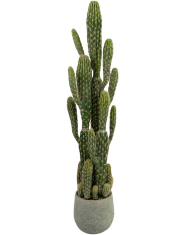 Greenmoods Kunstig Kaktus "Euphorbia" 100 cm