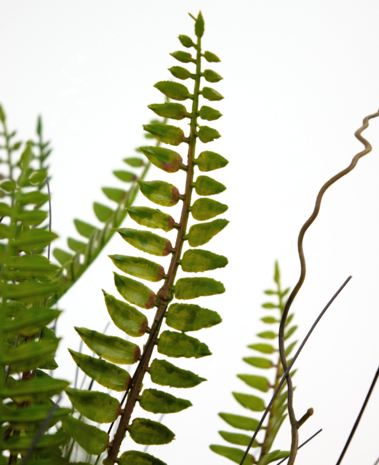 Greenmoods Kunstig plante Boston Fern 48 cm i dekorativ potte