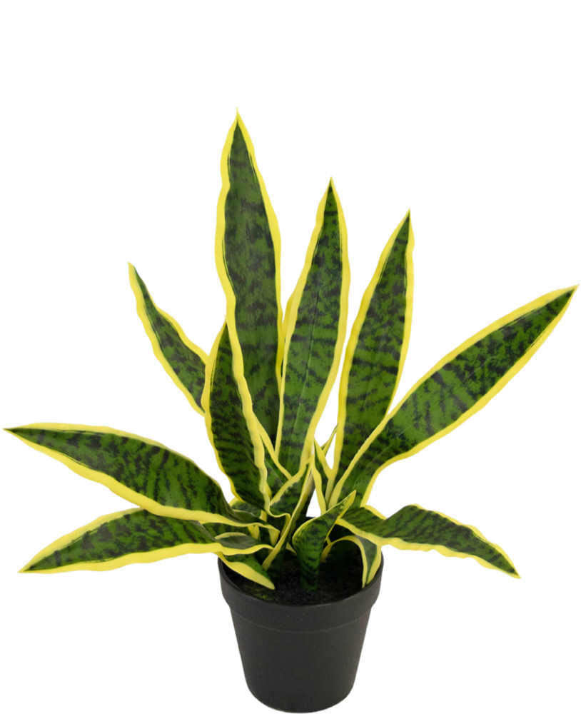 Greenmoods Kunstig plante Sansevieria Laurentii 44 cm