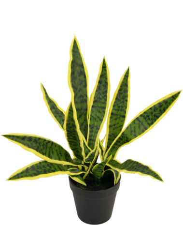Greenmoods Kunstig plante Sansevieria Laurentii 44 cm