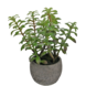 Greenmoods Kunstig Sukkulent i Dekorativ Potte 31cm