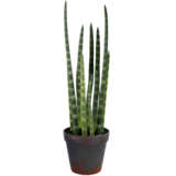 Greenmoods Kunstig Sansevieria Cylindrica Grønn 43cm