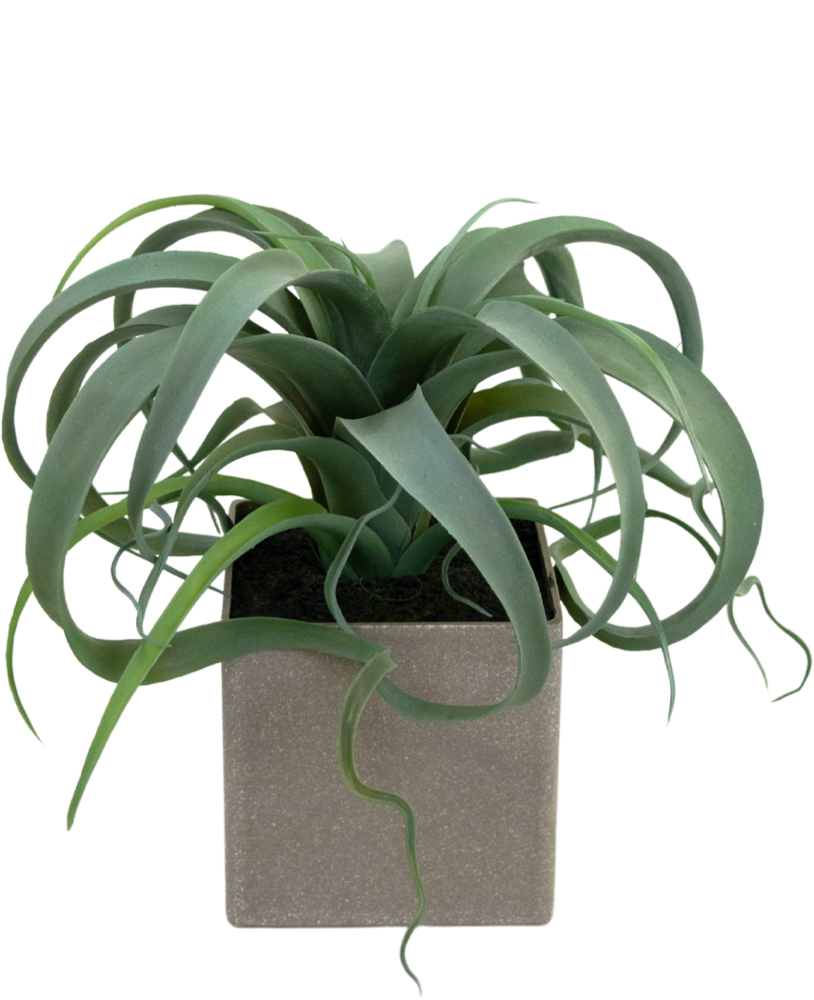 Greenmoods Kunstig Tillandsia Sukkulent i Potte 24cm
