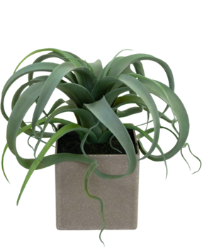 Greenmoods Kunstig Tillandsia Sukkulent i Potte 24cm