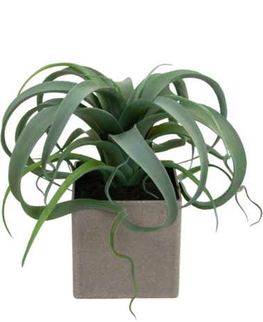 Greenmoods Kunstig Tillandsia Sukkulent i Potte 24cm
