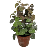 Greenmoods Kunstig Peperomia 35cm