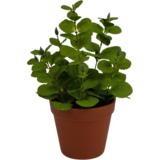 Greenmoods Kunstig Krydderplante Mynte 30 cm