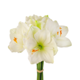 Greenmoods Kunstig Amaryllisblomst Hvit 36cm