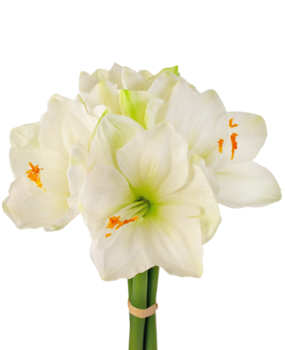 Greenmoods Kunstig Amaryllisblomst Hvit 36cm