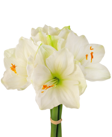 Greenmoods Kunstig Amaryllisblomst Hvit 36cm