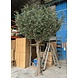 Greenmoods Kunstig Oliventre 300 cm