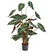 Greenmoods Kunstig Alocasia 100 cm grønn/rød