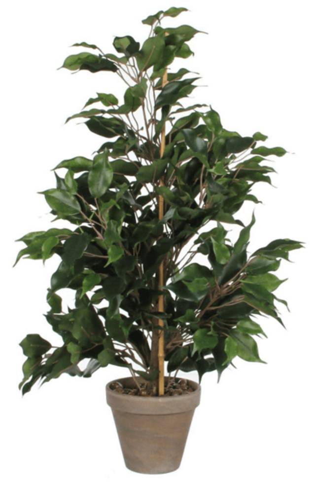 Greenmoods Kunstig Ficus 60 cm i potte