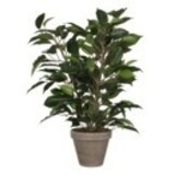 Greenmoods Kunstig Mini Ficus 45 cm i potte
