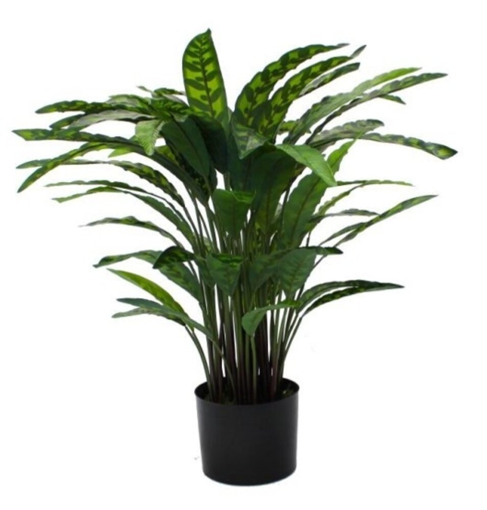 Greenmoods Kunstig Calathea 60 cm