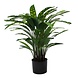 Greenmoods Kunstig Calathea 60 cm