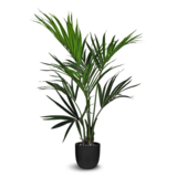 Greenmoods Kunstig Kentia Palme 120 cm