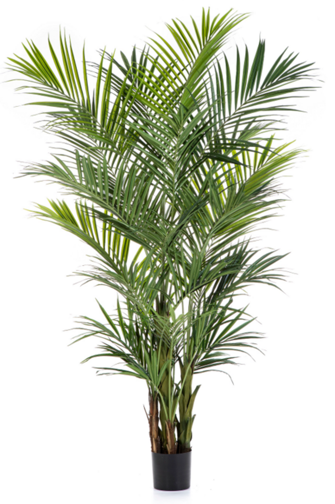 Greenmoods Kunstig Kentia Palme 240 cm