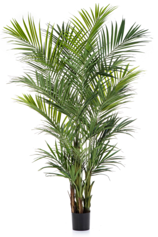 Greenmoods Kunstig Kentia Palme 240 cm