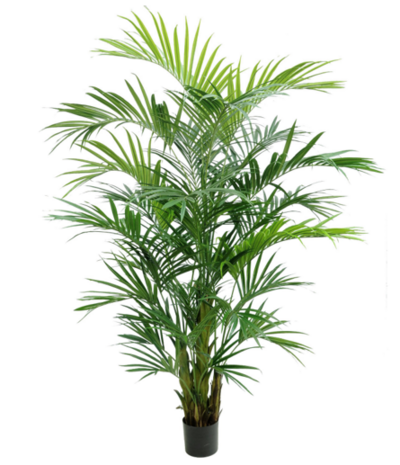 Greenmoods Kunstig Kentia Palme 270 cm