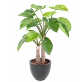 Greenmoods Kunstig Alocasia 120 cm