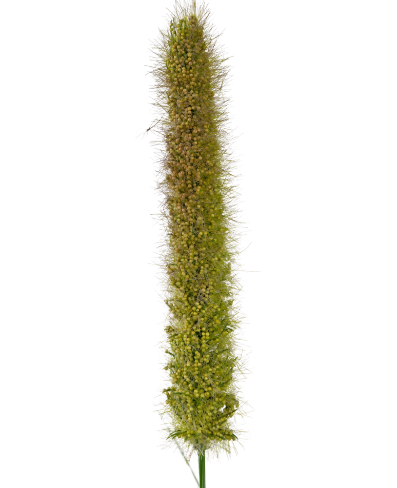 Greenmoods Kunstig Kattehale Gress 150cm brannhemmende