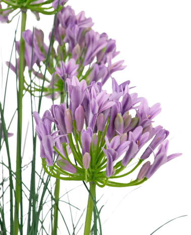 Greenmoods Kunstig Agapanthusgress Lilla 90 cm brannhemmende