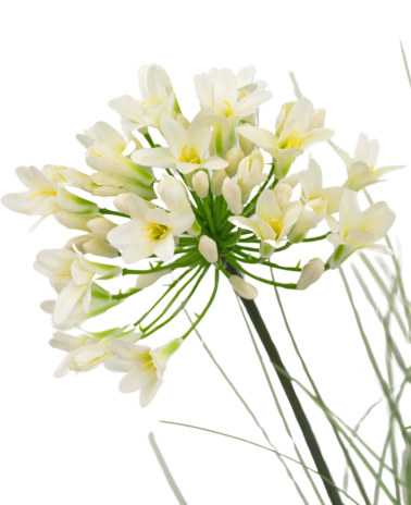 Greenmoods Kunstig Agapanthusgress Hvit 90 cm brannhemmende