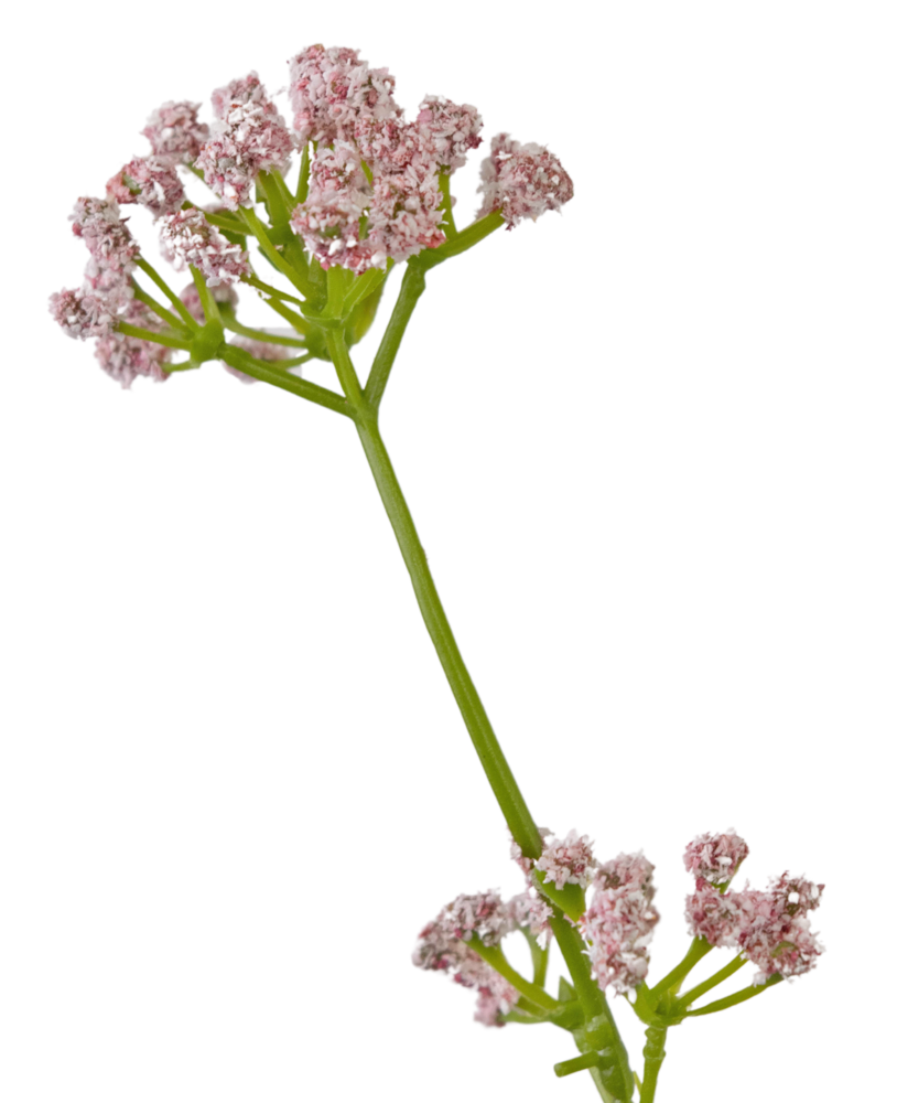 Greenmoods Kunstig Løkgress Fyldig Rosa 120cm Brannsikker