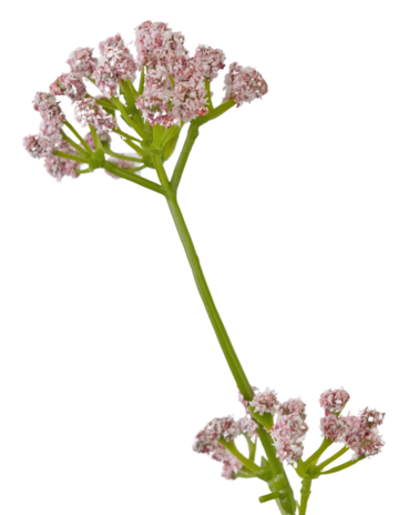 Greenmoods Kunstig Løkgress Fyldig Rosa 120cm Brannsikker