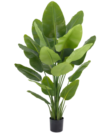 Greenmoods Kunstig plante Strelitzia Real Touch Deluxe 180 cm