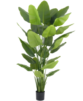 Greenmoods Kunstig plante Strelitzia Real Touch Deluxe 210 cm